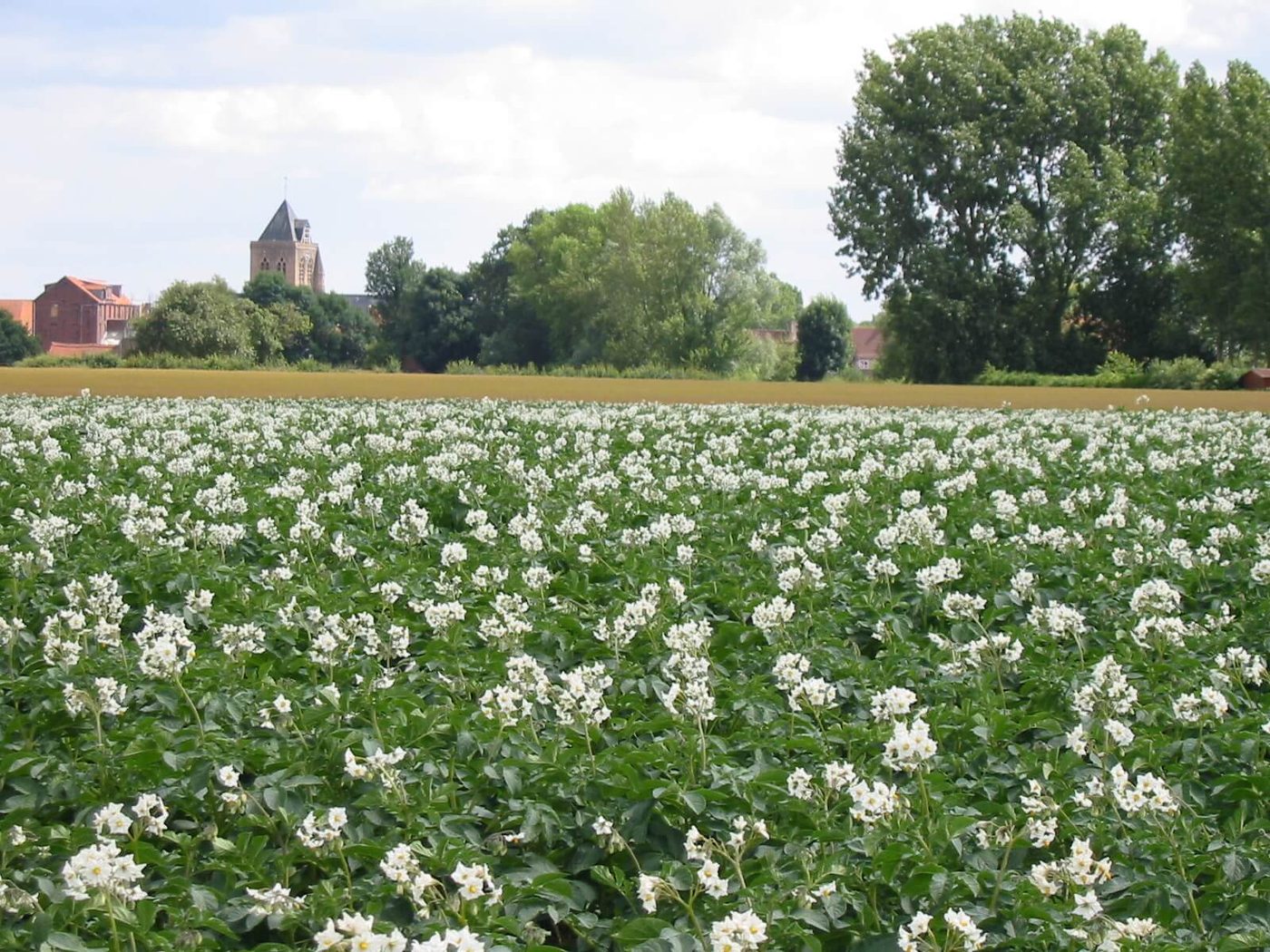 Le terroir flamand